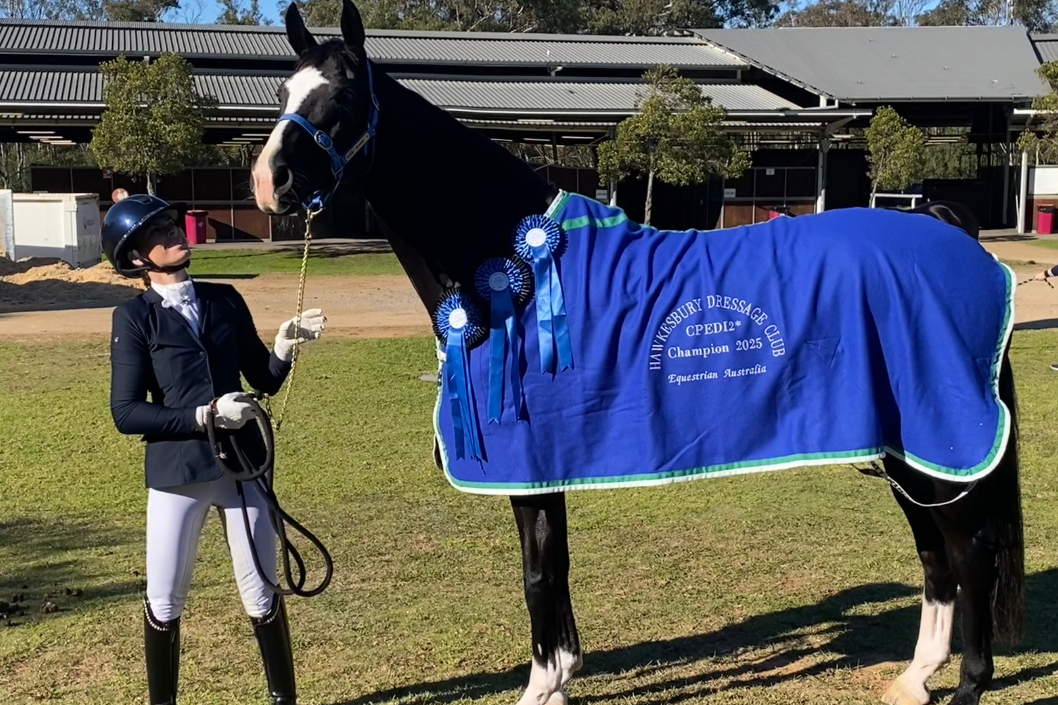 A rider in a dark blazer, white pants, and helmet leads a black horse wearing a bright blue championship blanket with blue rosettes on a sunny day.