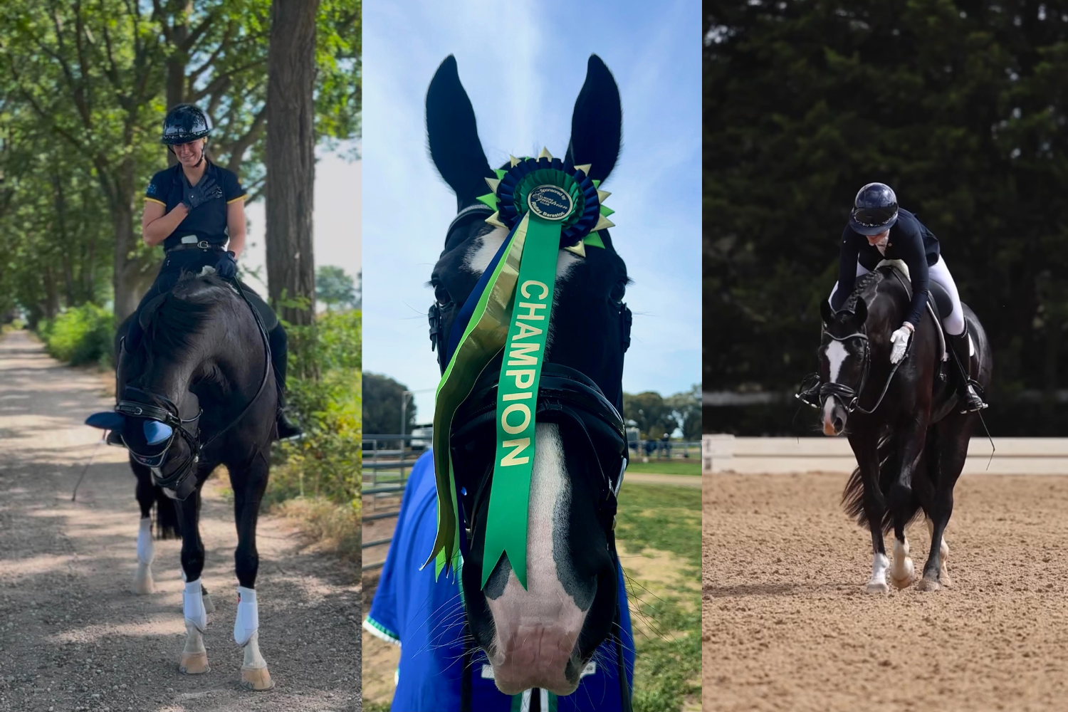 Three-panel collage of equestrian scenes: a rider on a black horse along a tree-lined path, a close-up of a horse wearing a green Champion ribbon, and a rider guiding a horse in a sandy dressage arena